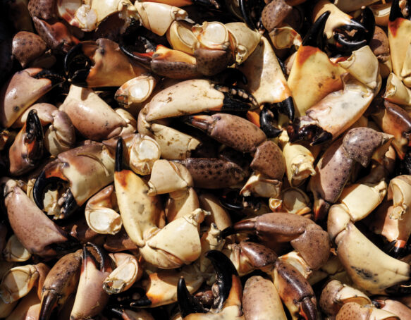 Stone Crabs